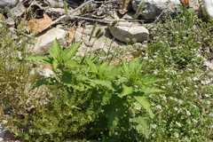 Chenopodium ambrosioides